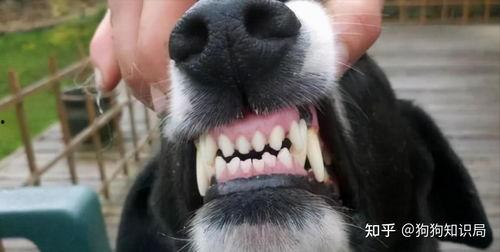 娱乐吃瓜酱狗带上牙